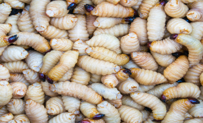 Project Gallery Image