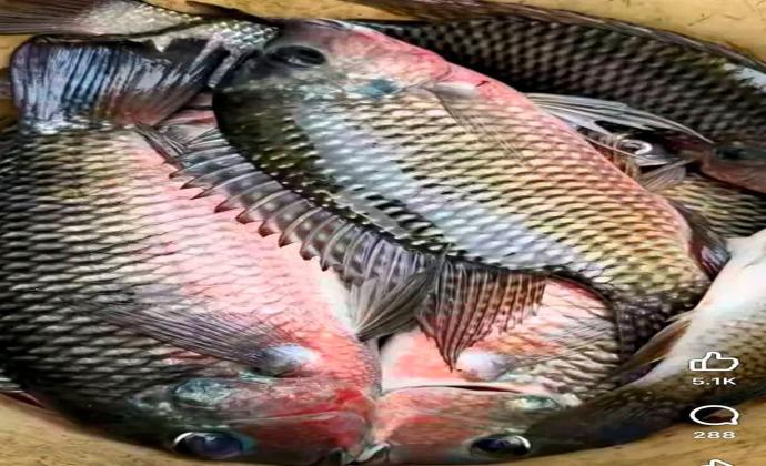 Project Gallery Image