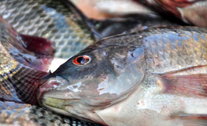 Project Gallery Image