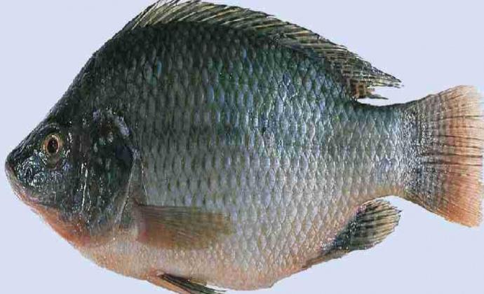 Project Gallery Image